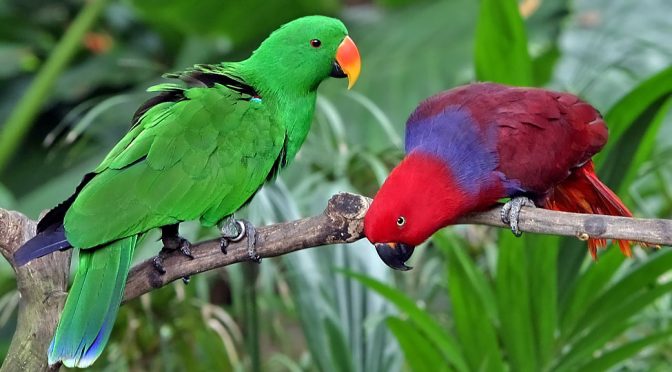 Fakta Menarik Tentang Burung Nuri yang Punya Warna Cantik