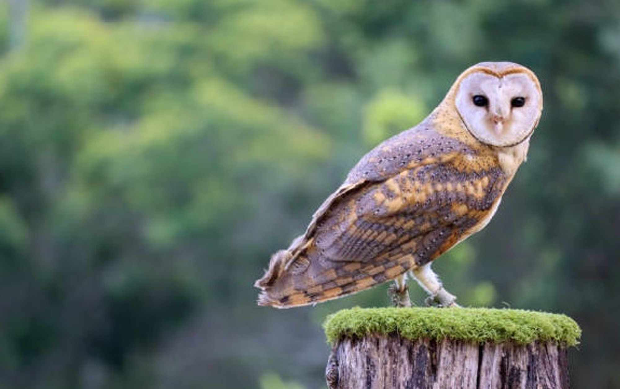 Cara Memelihara Burung Hantu di Rumah dengan Benar