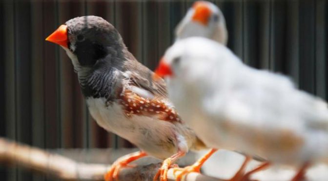 Tips Memelihara Burung Finch Bagi Pemula