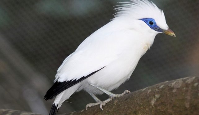 Jenis Burung Cantik Asli Indonesia Yang Terancam Punah