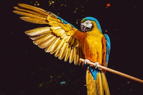 Fakta Menarik Burung Beo yang Jarang Diketahui