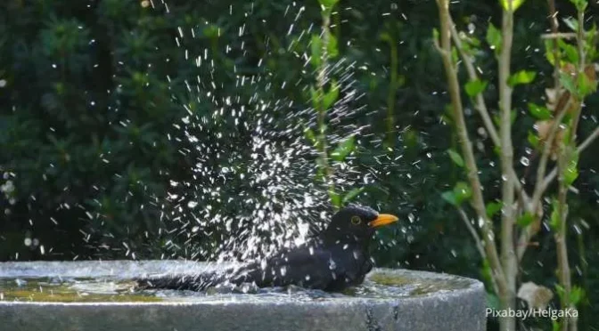 Cara Memandikan Burung Peliharaan dengan Baik dan Benar