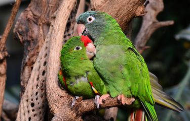 Cara Membangun Hubungan dengan Burung Peliharaan