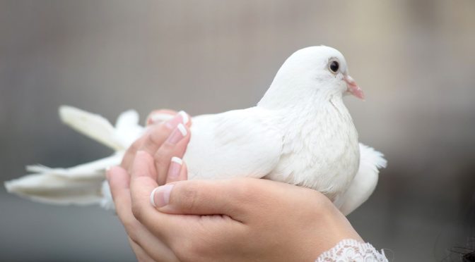 Cara Memegang Burung Peliharaan dengan Baik dan Benar