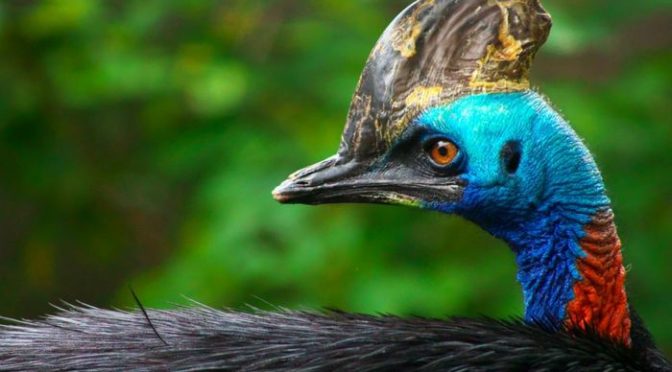 Daftar Burung yang Dilindungi Oleh Negara