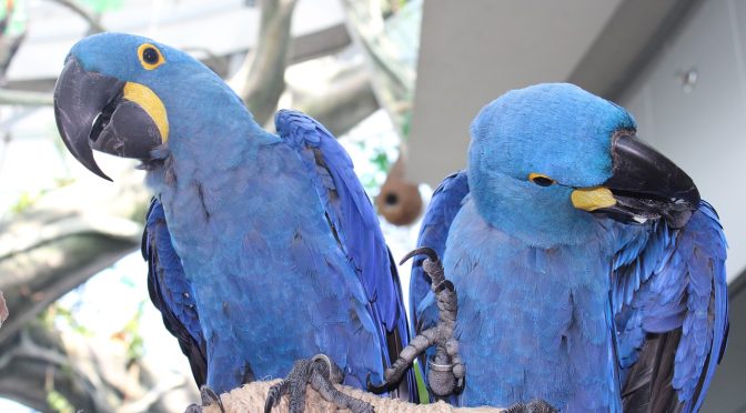 Tutorial Melatih Burung Beo Cepat Bicara untuk Pemula