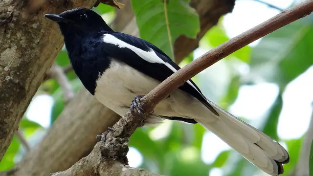 Burung Hias Paling Digemari di Indonesia