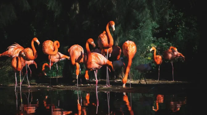 Fakta Menarik Burung Flamingo, Burung Elegan dan Mempesona