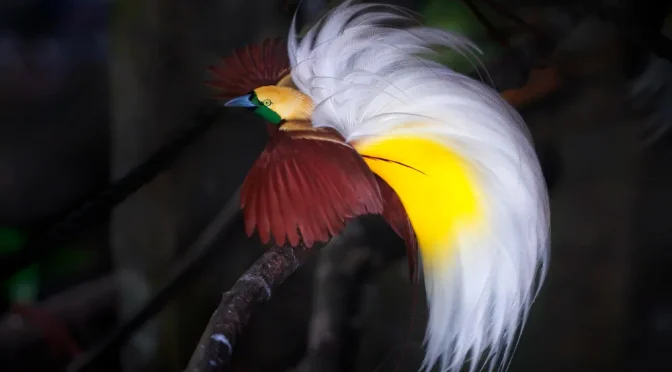 Mengenal Burung Cendrawasih dan Upaya Pelestariannya