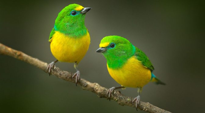 Tips Membedakan Burung Betina dan Jantan