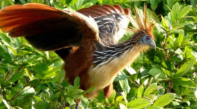 Fakta Unik Hoatzin, Burung Endemik Amazon