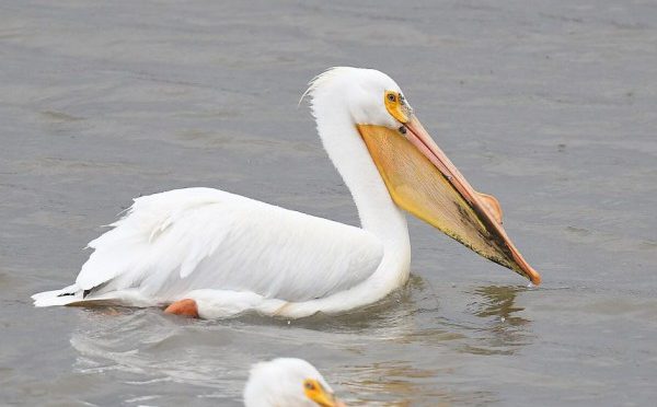 Daftar Burung dengan Ukuran Paruh Terbesar di Dunia