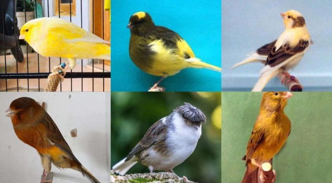 Mengenali burung Kenari dan Perbedaan pada Keindahannya