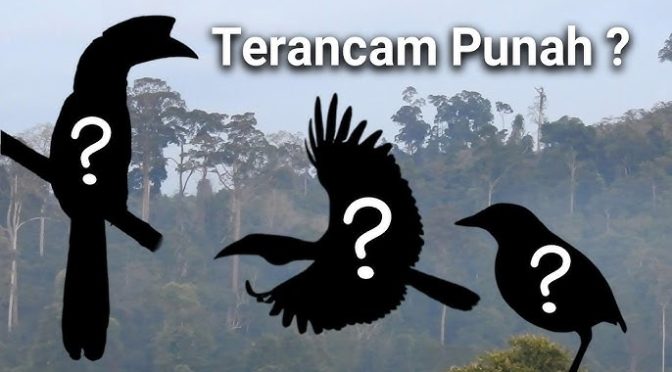 7 Jenis Burung Langka Di Indonesia Yang Hampir Punah