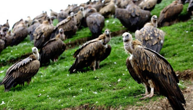 Fakta Burung Pemakan Bangkai, Penyelamat Alam
