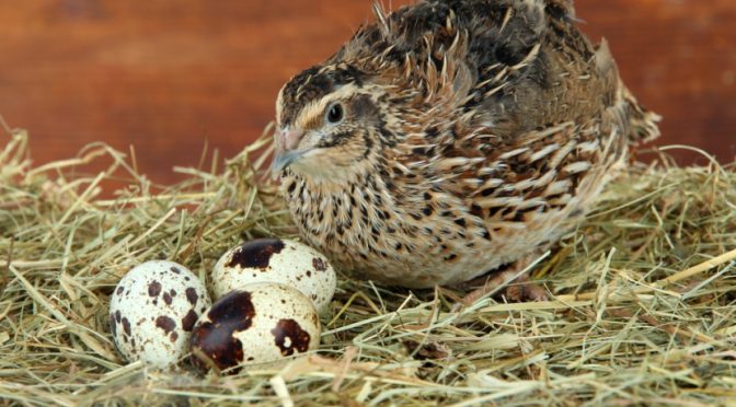 Fakta Unik Burung Puyuh, Petelur Favorit Masyarakat