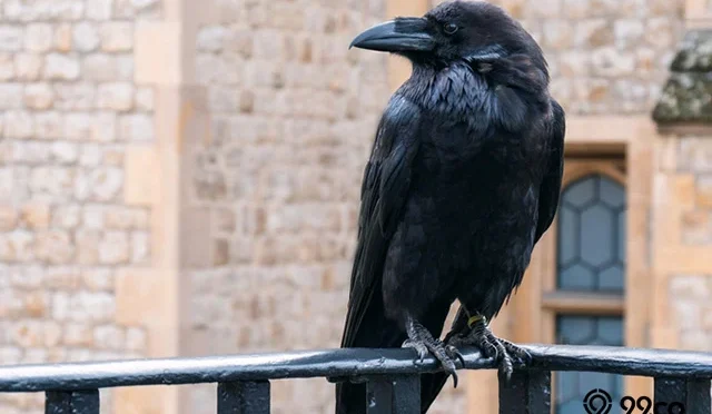 7 Burung Pembawa Sial, Wajib Di Hindari Apalagi Di Pelihara