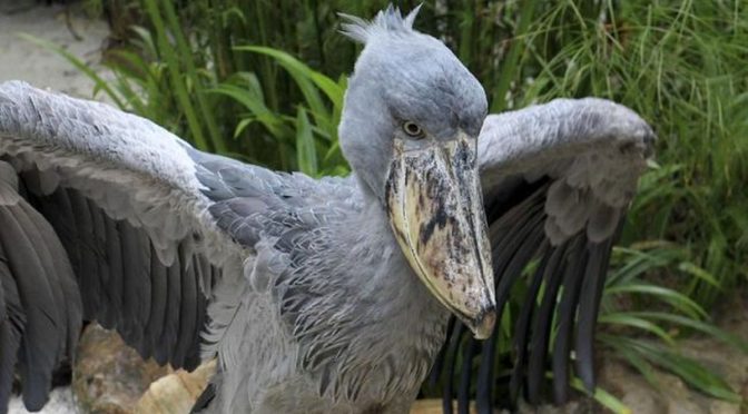 Mengenal Burung dengan Sayap Terbesar di Dunia