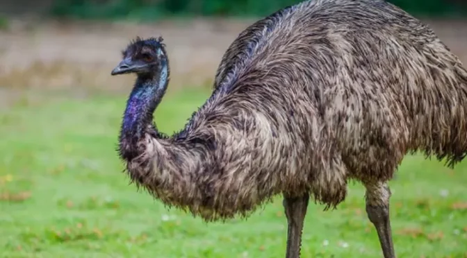 Fakta Unik Burung Emu, Burung Terbesar Kedua