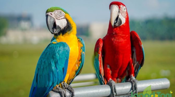 Burung Paruh Bengkok Dengan Ukuran Lebih Besar