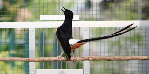 Mengenali Jenis-Jenis Burung Murai yang Paling Populer