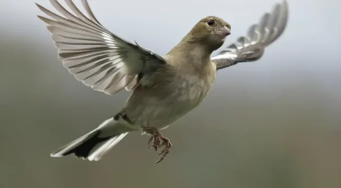 Penyebab Bulu Burung Rontok yang Harus Diperhatikan