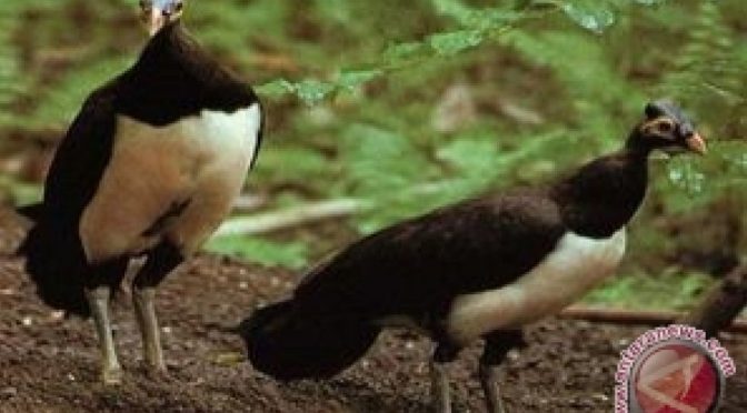 Cara Melindungi Burung atau Satwa Langka di Indonesia