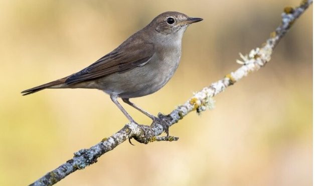 Fakta Menarik Burung Gereja atau Pipit Penentu Polusi