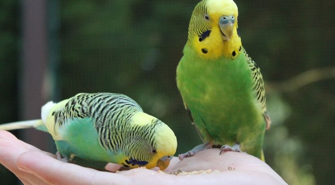 Rekomendasi Burung Peliharaan yang Aman untuk Anak-Anak