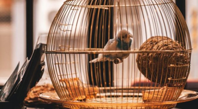 Hal Tentang Burung Wajib Diketahui Sebelum Memeliharanya
