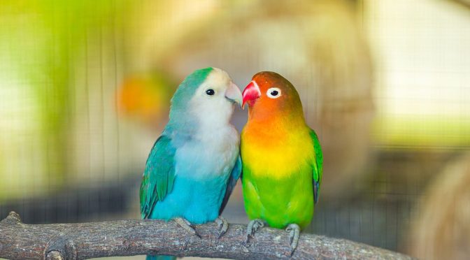 Fakta Menarik Burung Lovebird yang Wajib Diketahui