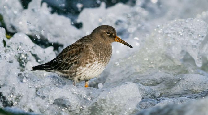Fakta Burung Purple Sandpiper, Yang Suka Hidup di Lingkugan Ekstrem