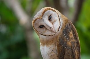 Burung yang Dipercaya Sebagai Simbol Membawa Keberuntungan