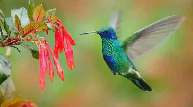 Fakta Burung Kolibri, Burung Kecil Dengan Nyali Yang Besar