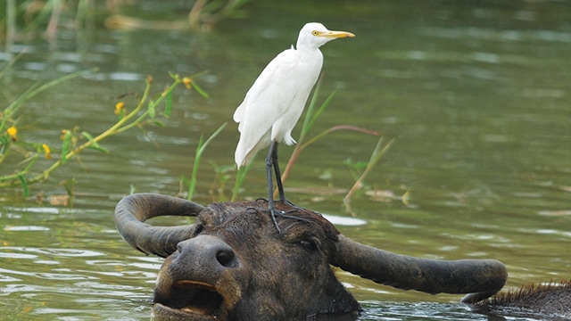 Fakta Burung Kuntul Kerbau, Burung Cantik Sahabat Petani