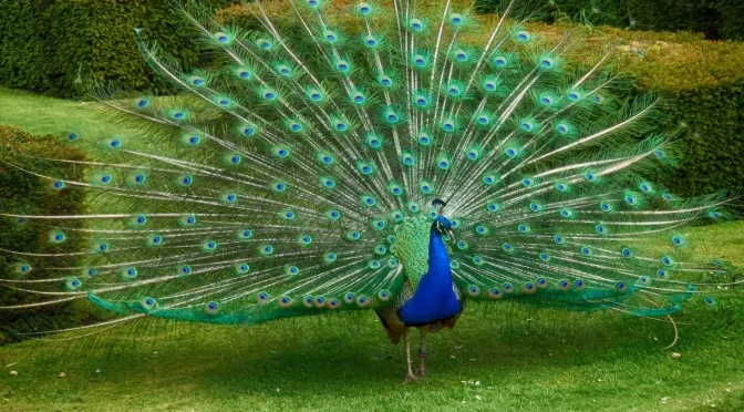 Fakta Menarik Merak, Burung Yang Terkenal Karena Keindahan Bulunya