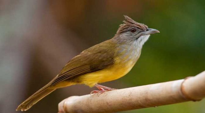 Burung Cucak Jenggot, Mitos Dan Fakta Menarik Yang Jarang Di Ketahui