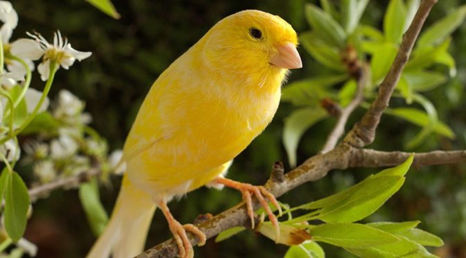 Fakta Burung Kenari Yang Unik Dan Jarang Di Ketahui
