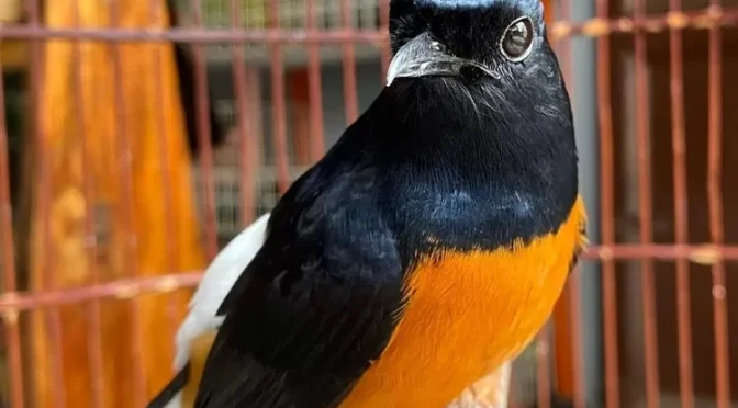 Fakta Burung Murai Batu, Pengicau Yang Indah