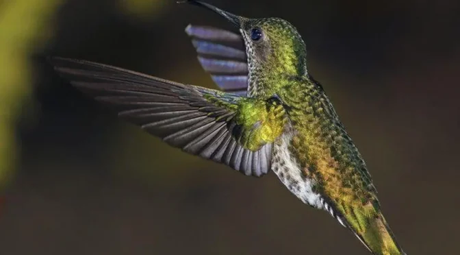 Fakta Menarik Burung Kolibri Burung Kecil yang Tangguh