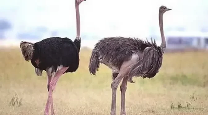 Fakta Menarik Burung Unta Spesies Burung Terbesar