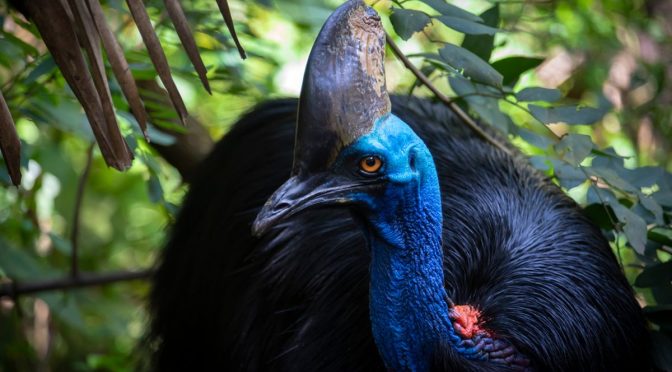 Daftar Burung Paling Berbahaya di Dunia Perlu Diwaspadai