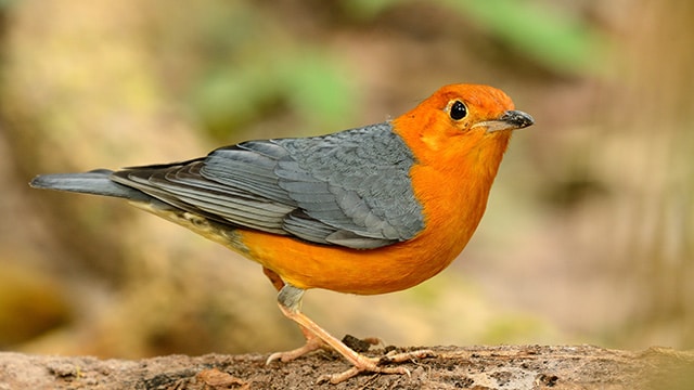 Fakta Burung Anis Merah Dengan Keindahan Dan Pesonanya
