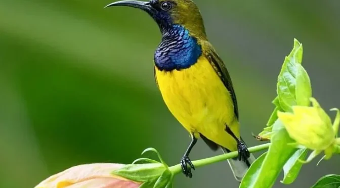 Mengenal Burung Sogok Ontong Atau Sogon Yang Semakin Populer