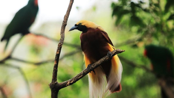 Fakta Menarik Burung Cendrawasih Burung Paradise