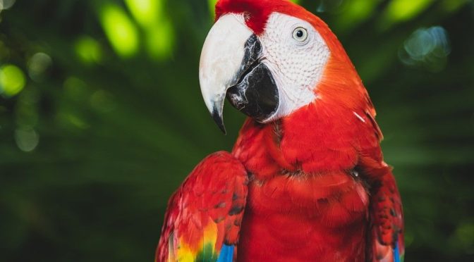 Fakta Menarik Burung Macaw Salah Satu Burung Terbesar