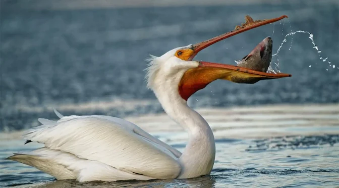 Fakta Menarik Burung Pelikan