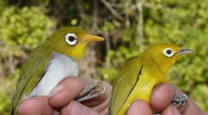Beberapa Jenis Burung Pleci Di Indonesia Yang Perlu Kalian Ketahui