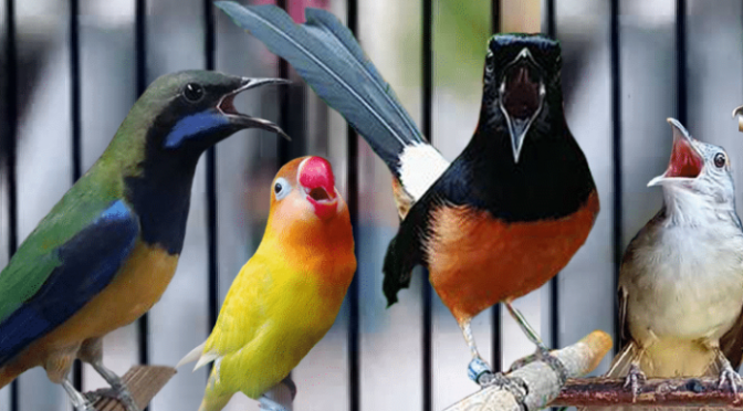 Fakta Kicauan Burung