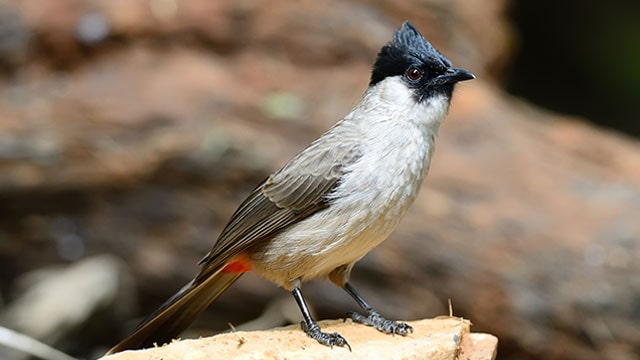 Fakta Menarik Burung Kutilang Yang Perlu Kalian Ketahui